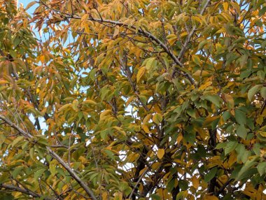 Güzel sonbahar ağaçları mavi gökyüzü arka planına karşı 