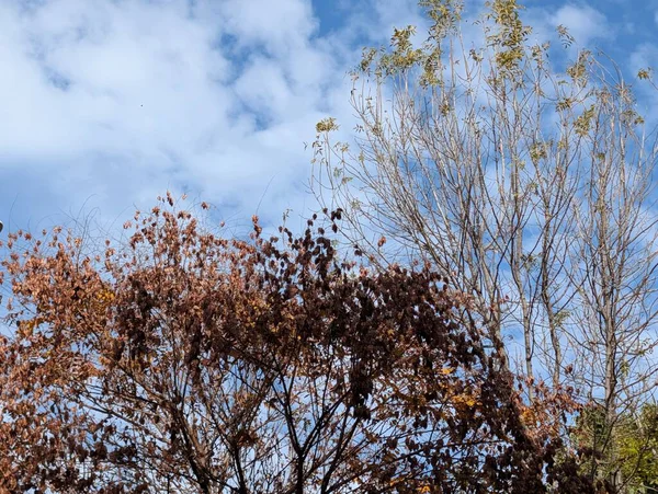 Güzel sonbahar ağaçları mavi gökyüzü arka planına karşı 
