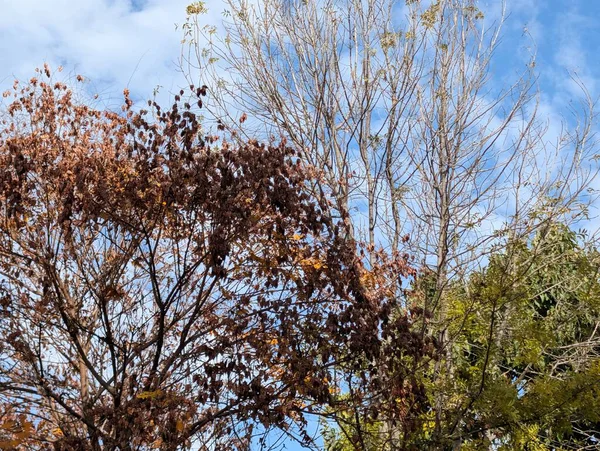 Güzel sonbahar ağaçları mavi gökyüzü arka planına karşı 