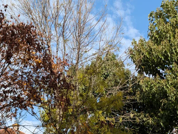 Güzel sonbahar ağaçları mavi gökyüzü arka planına karşı 