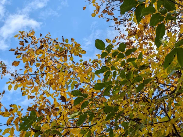 Güzel sonbahar ağaçları mavi gökyüzü arka planına karşı 