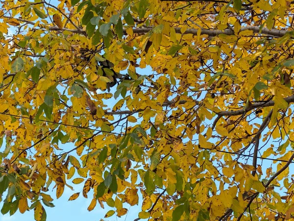 Güzel sonbahar ağaçları mavi gökyüzü arka planına karşı 