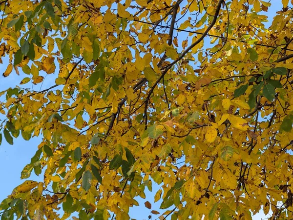 Güzel sonbahar ağaçları mavi gökyüzü arka planına karşı 