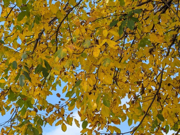 Güzel sonbahar ağaçları mavi gökyüzü arka planına karşı 