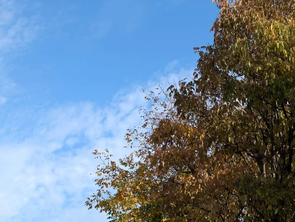 Güzel sonbahar ağaçları mavi gökyüzü arka planına karşı 