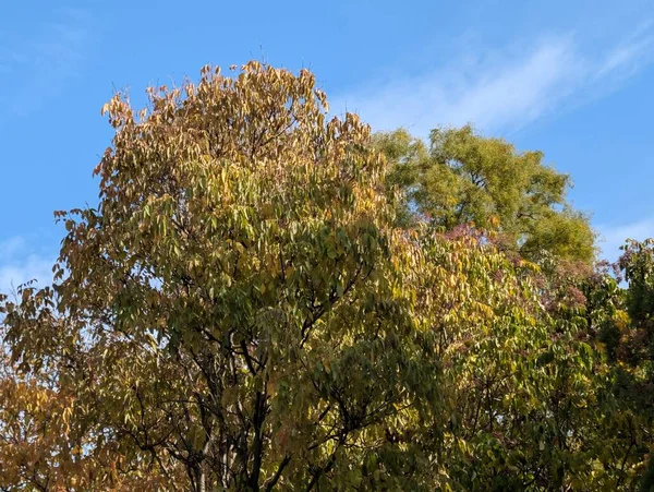 Güzel sonbahar ağaçları mavi gökyüzü arka planına karşı 