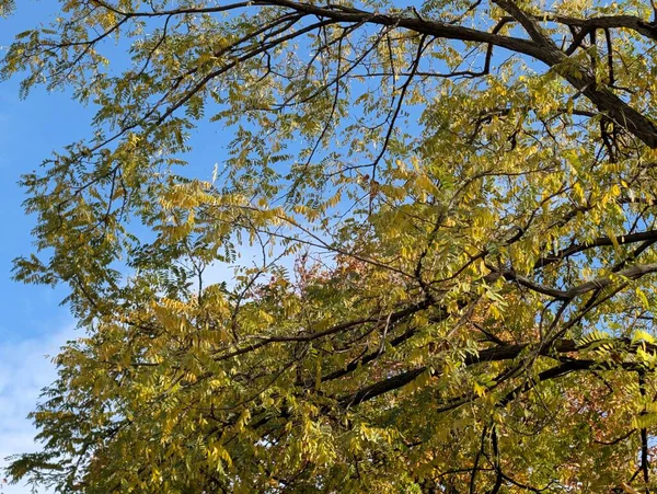 Güzel sonbahar ağaçları mavi gökyüzü arka planına karşı 