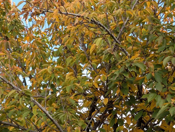 Güzel sonbahar ağaçları mavi gökyüzü arka planına karşı 