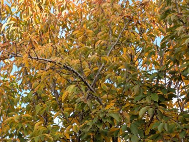 Güzel sonbahar ağaçları mavi gökyüzü arka planına karşı 