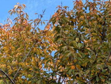 Güzel sonbahar ağaçları mavi gökyüzü arka planına karşı 