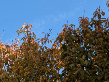 Güzel sonbahar ağaçları mavi gökyüzü arka planına karşı 