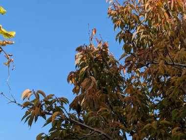 Güzel sonbahar ağaçları mavi gökyüzü arka planına karşı 