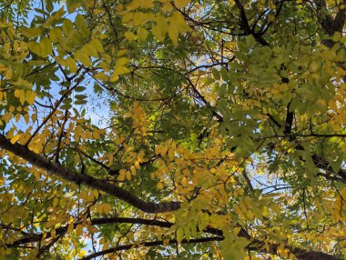 Ağaçlarda sonbahar yaprakları, sonbahar bitkileri 