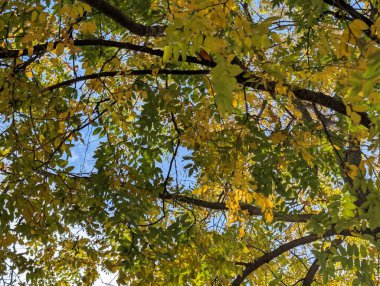 Ağaçlarda sonbahar yaprakları, sonbahar bitkileri 