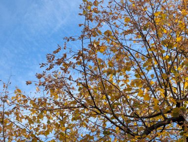 Ağaçlarda sonbahar yaprakları, sonbahar bitkileri 