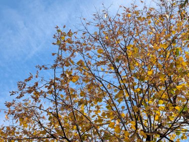 Ağaçlarda sonbahar yaprakları, sonbahar bitkileri 