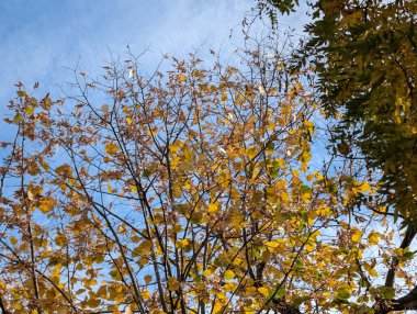 Ağaçlarda sonbahar yaprakları, sonbahar bitkileri 