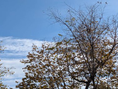 Ağaçlarda sonbahar yaprakları, sonbahar bitkileri 