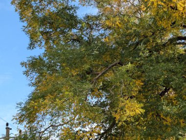 Ağaçlarda sonbahar yaprakları, sonbahar bitkileri 
