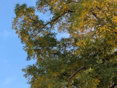 Ağaçlarda sonbahar yaprakları, sonbahar bitkileri 