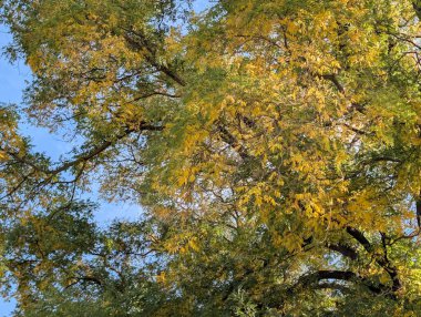 Ağaçlarda sonbahar yaprakları, sonbahar bitkileri 
