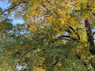 Ağaçlarda sonbahar yaprakları, sonbahar bitkileri 