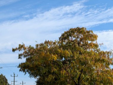 Ağaçlarda sonbahar yaprakları, sonbahar bitkileri 