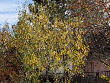 Ağaçlarda sonbahar yaprakları, sonbahar bitkileri 