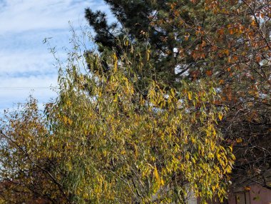 Ağaçlarda sonbahar yaprakları, sonbahar bitkileri 