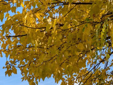 Ağaçlarda sonbahar yaprakları, sonbahar bitkileri 