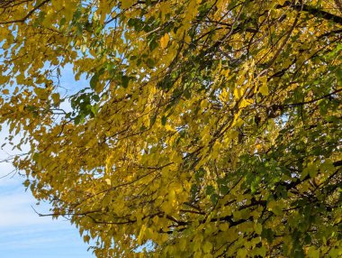 Ağaçlarda sonbahar yaprakları, sonbahar bitkileri 