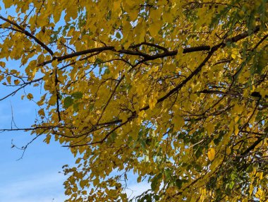 Ağaçlarda sonbahar yaprakları, sonbahar bitkileri 