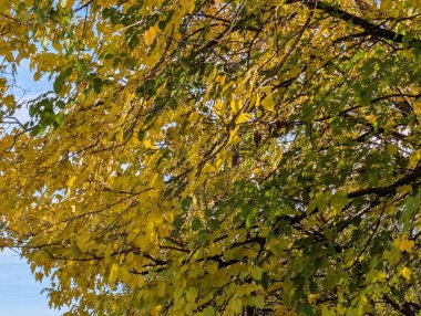 Ağaçlarda sonbahar yaprakları, sonbahar bitkileri 