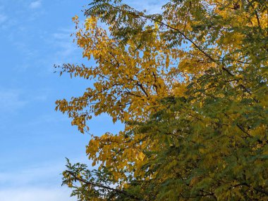Ağaçlarda sonbahar yaprakları, sonbahar bitkileri 