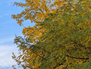 Ağaçlarda sonbahar yaprakları, sonbahar bitkileri 