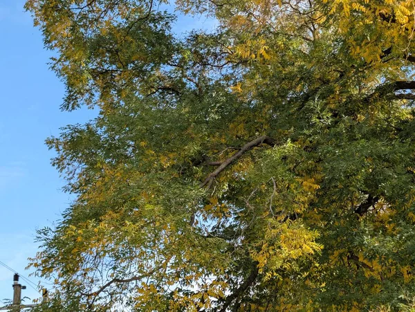 Ağaçlarda sonbahar yaprakları, sonbahar bitkileri 