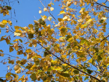 Ağaçlarda sonbahar yaprakları, sonbahar bitkileri 