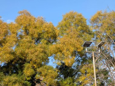 Ağaçlarda sonbahar yaprakları, sonbahar bitkileri 