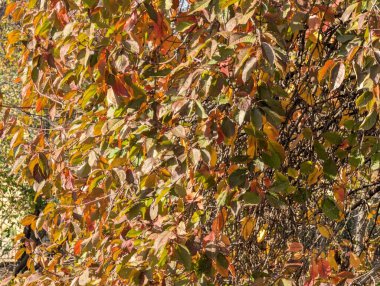 Ağaçlarda sonbahar yaprakları, sonbahar bitkileri 