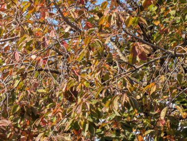 Ağaçlarda sonbahar yaprakları, sonbahar bitkileri 