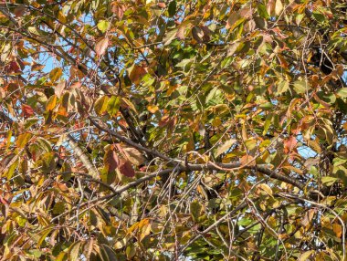 Ağaçlarda sonbahar yaprakları, sonbahar bitkileri 