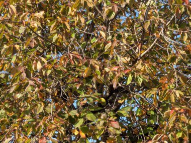 Ağaçlarda sonbahar yaprakları, sonbahar bitkileri 
