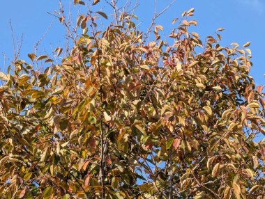 Ağaçlarda sonbahar yaprakları, sonbahar bitkileri 