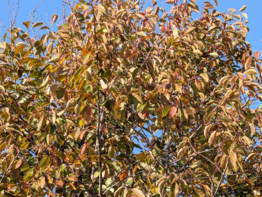 Ağaçlarda sonbahar yaprakları, sonbahar bitkileri 