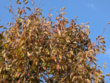 Ağaçlarda sonbahar yaprakları, sonbahar bitkileri 