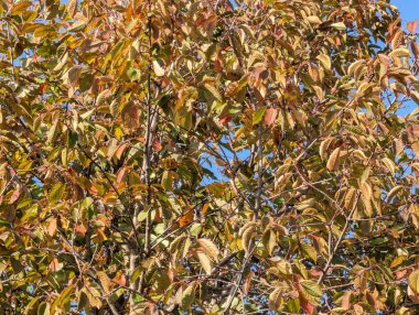 Ağaçlarda sonbahar yaprakları, sonbahar bitkileri 