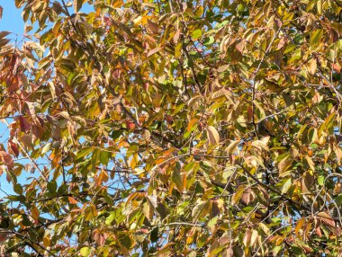 Ağaçlarda sonbahar yaprakları, sonbahar bitkileri 