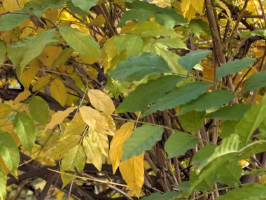 Ağaçlarda sonbahar yaprakları, sonbahar bitkileri 