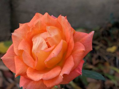 Bahçedeki turuncu gül.