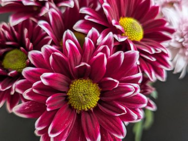 Güzel bir buket çiçeğe yakın, çiçek arkaplanı.           